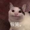 萌宠 猫星人 假笑 笑眯眯 呆萌 可爱