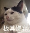 萌宠 猫星人 极其嫌弃 烦人 呆萌 可爱