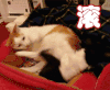 滚 踹 嫌弃