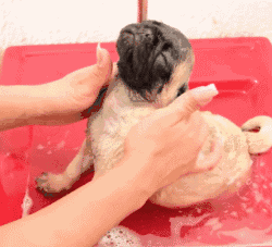 洗澡 狗狗 可爱 享受