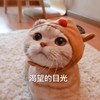 萌宠 猫星人 渴望的目光 期待 搞怪 逗