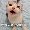 萌宠 喵星人 我今天把话放这了 威胁 凶巴巴 可爱