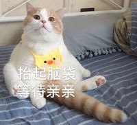 萌宠 猫星人 抬起脑袋 等待亲亲 呆萌 可爱