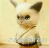 猫咪 大眼睛 一双眼睛 追着你乱跑