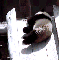 熊猫 滑滑梯 懒 萌化了 天然呆 动物 panda