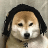 柴犬 狗 滚 搞怪 逗