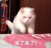 萌宠 猫星人 来了 开心 呆萌 可爱