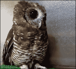 猫头鹰 挠头 可爱 搞笑 GIF owl