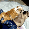 哈巴狗 pug 可爱 拥抱
