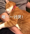 萌宠 猫星人 嗯 讨厌 撒娇 呆萌