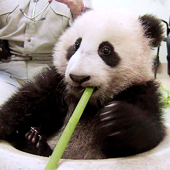 熊猫 竹子 吃东西 可爱