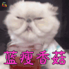 萌宠 蓝瘦香菇 猫 喵星人 soogif soogif出品 难受