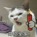 猫 萌宠 炸你全家 生气