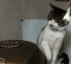 喵星人 猫咪 可爱 萌宠