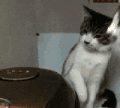 喵星人 猫咪 可爱 萌宠
