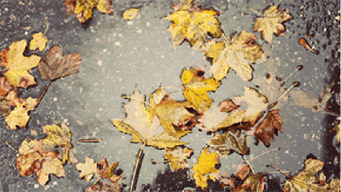落叶 水滴 黄色 水面