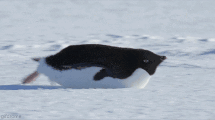 企鹅 爬行 雪地 可爱