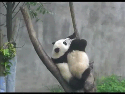 熊猫  爬树 玩耍 宝宝