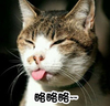 喵  略略  吐舌头  卖萌   恶搞  喵星人