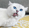 萌宠 喵星人 吃了个惊 惊讶 呆萌