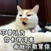 萌宠 猫星人 不要以为你长得漂亮 我就不敢骂你 呆萌 可爱