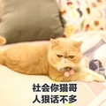 社会你猫哥人狠话不多   斗图  猫咪  趴着  搞笑