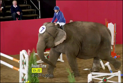 大象 暴力 鼻子 强势 跨栏 霸气 霸道