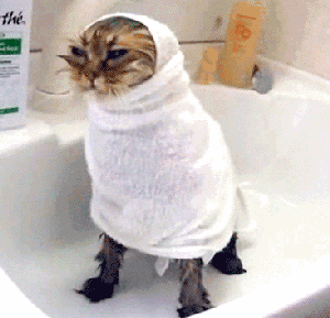 猫咪 毛巾 可爱 搞笑