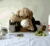 汪星人 二货  配合 吃东西