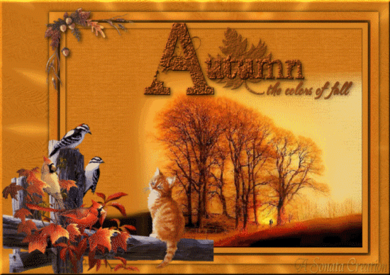 秋天 季节  闪亮、标记 猫