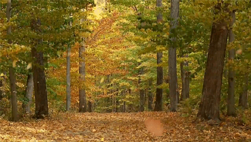 秋天 森林 落叶 金色 绿色 forest