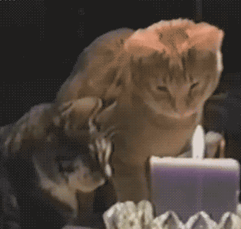 喵星人 可爱 萌宠 猫咪