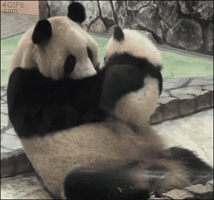 熊猫 母爱 宝宝 亲吻 萌化了 天然呆 动物 panda