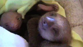 树懒 sloth 幼崽 伸舌头