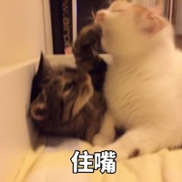 萌宠 猫星人 住嘴 别说了 呆萌 可爱