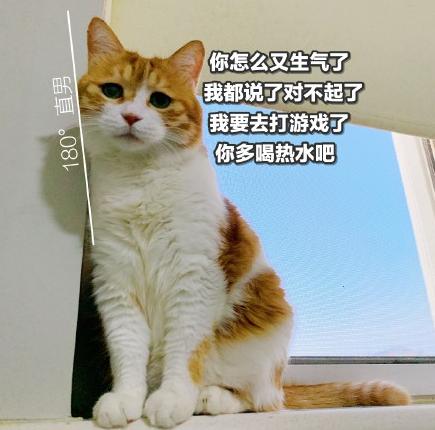 猫咪 喵星人 文字表情包 沙雕 魔性