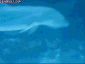 海豚 圈圈 科学 水底