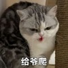 萌宠 喵星人 给爷爬 爬快点 淘气 调皮