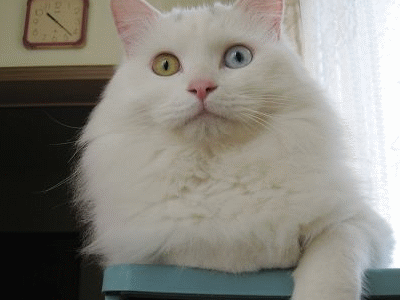 猫咪 不一样的眼睛 左看右看 可爱 白绒绒