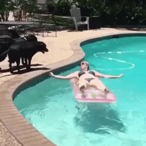 狗狗 泳池 搞笑 主人让我陪你一起玩
