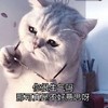 萌宠 猫星人 你很生气吗 那可真是不好意思啊 搞怪 逗