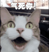 气死你 猫 气死了