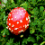 蘑菇 mushrooms nature 自然 变型