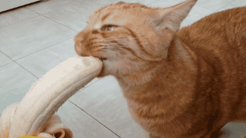 萌宠 猫咪 吃香蕉 咬不动