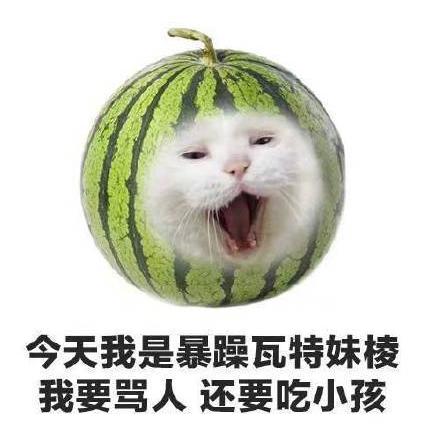 水果 蔬菜 喵星人 可爱 搞笑