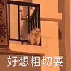 萌宠 喵星人 我好想出去耍 不想呆在家了 可爱 憨憨