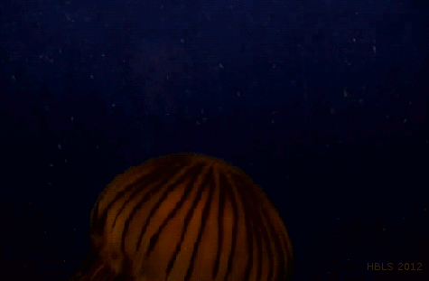 水母 游 恶心 恐怖 生物 海洋