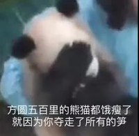 萌宠 熊猫 方圆五百里的熊猫都饿瘦了 就因为你夺走了所以的笋 呆萌 可爱