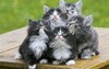 猫宝宝 抬头望天 桌子 绿色