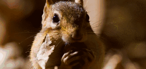 壮美无边 动物 吃东西 纪录片 花栗鼠